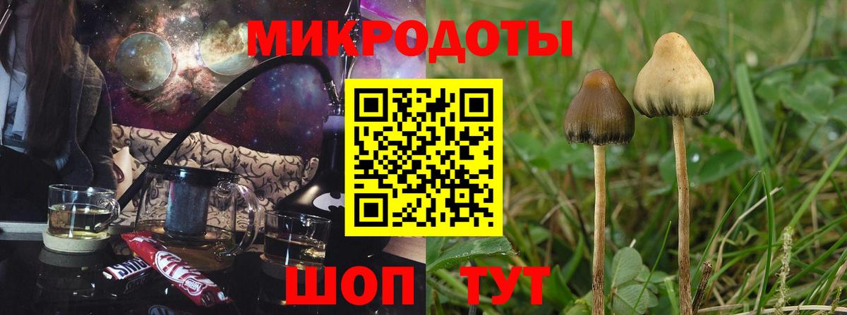Псилоцибиновые грибы Psilocybine cubensis Сорочинск